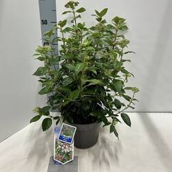 Viburnum Tinus T19 H35