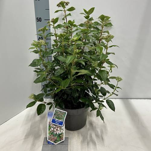 Viburnum Tinus T19 H35