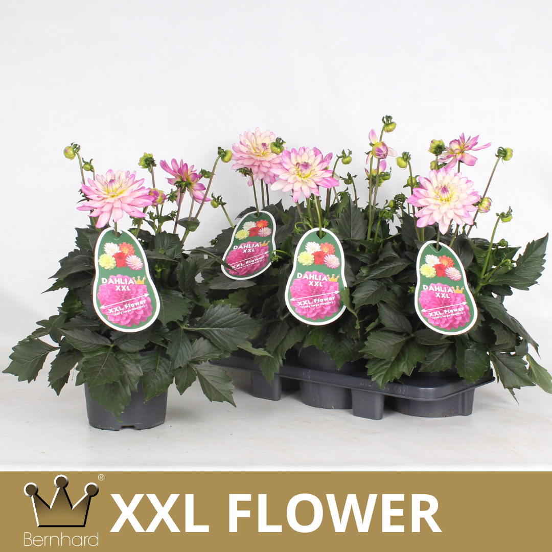 Dahlia rosa/creme Aztec T19 H040