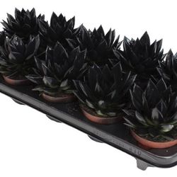 Echev.Gef Black T10 H15