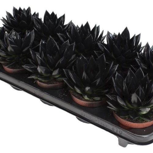 Echev.Gef Black T10 H15