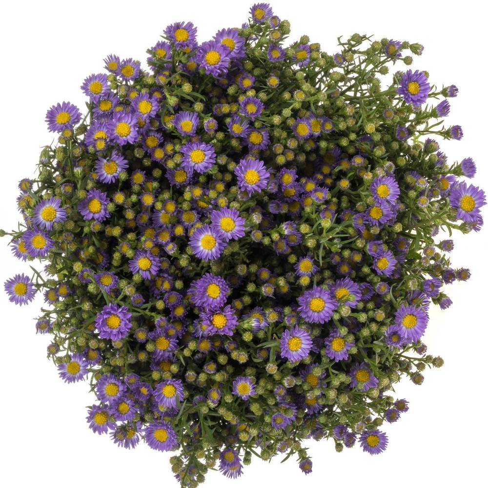 Aster lila Teeny Tiny Blue 20 Gramm 70cm