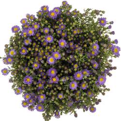 Aster lila Teeny Tiny Blue 20 Gramm 70cm