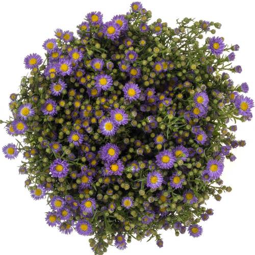 Aster lila Teeny Tiny Blue 20 Gramm 70cm