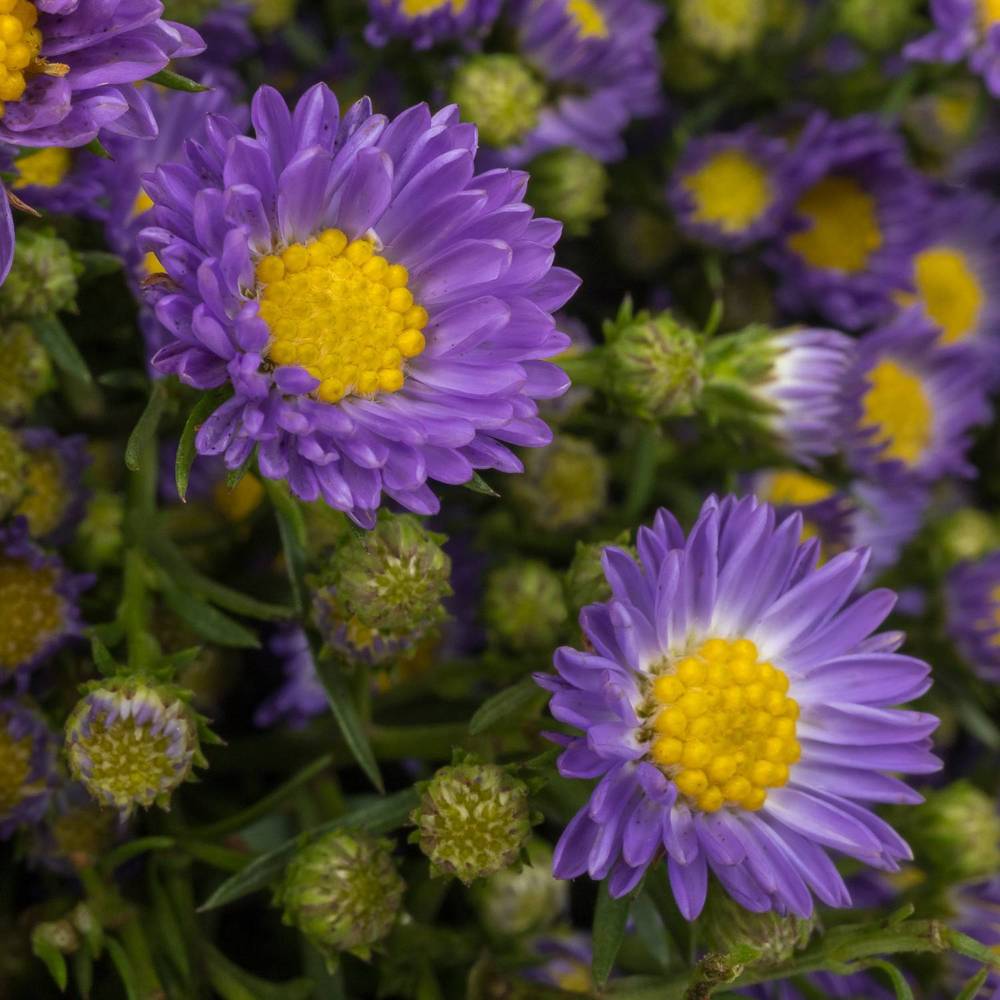 Aster lila Teeny Tiny Blue 20 Gramm 70cm