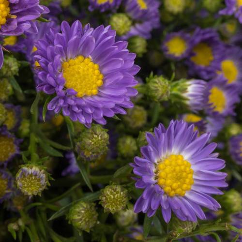 Aster lila Teeny Tiny Blue 20 Gramm 70cm