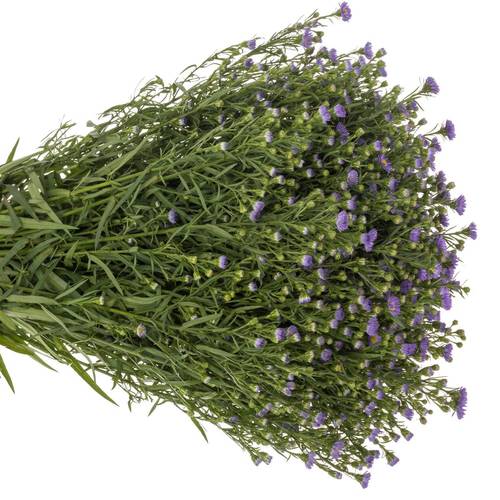 Aster lila Teeny Tiny Blue 20 Gramm 70cm
