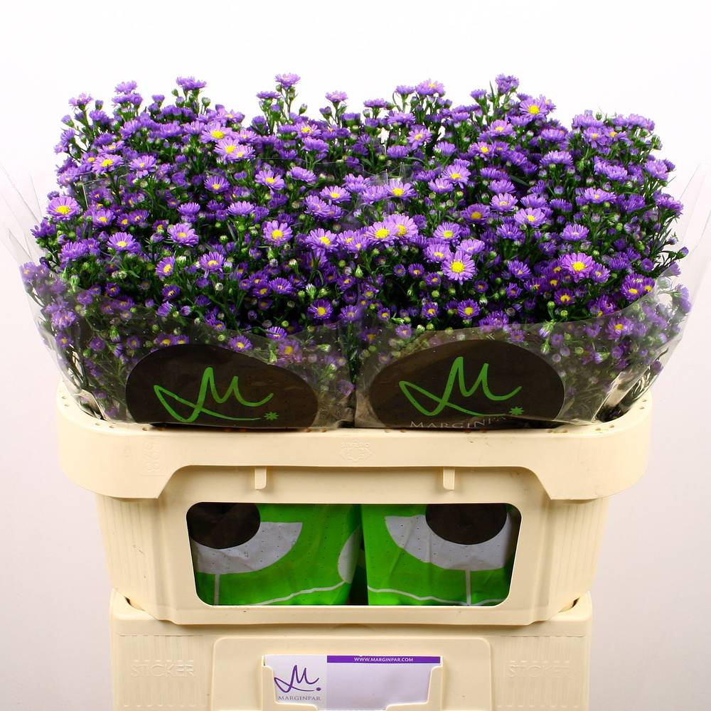 Aster lila Teeny Tiny Blue lila 20 Gramm 70cm