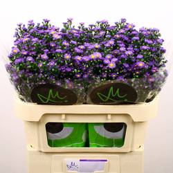 Aster lila Teeny Tiny Blue lila 20 Gramm 70cm