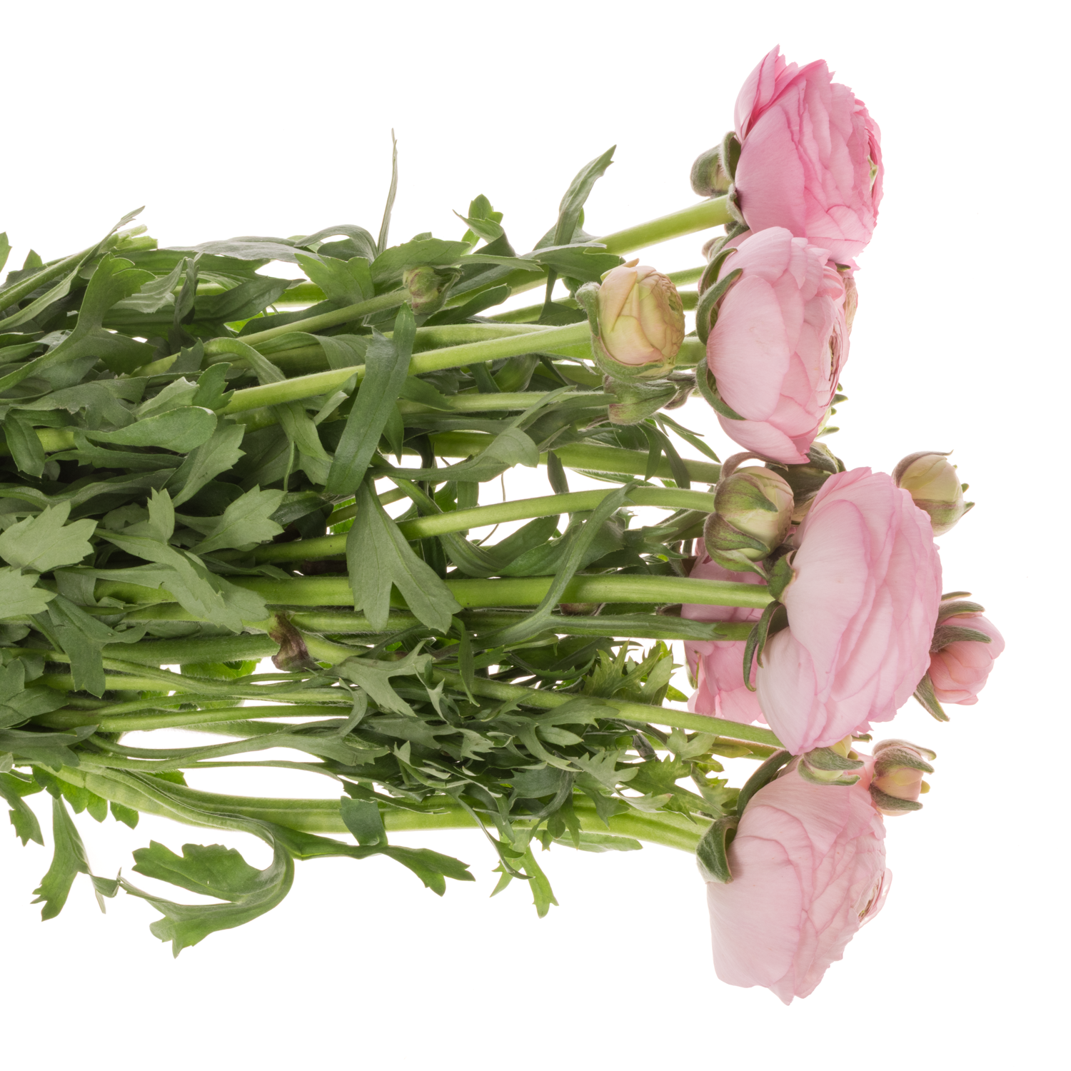 Ranunkel hell rosa Elegance Pink 45 Gramm 45cm