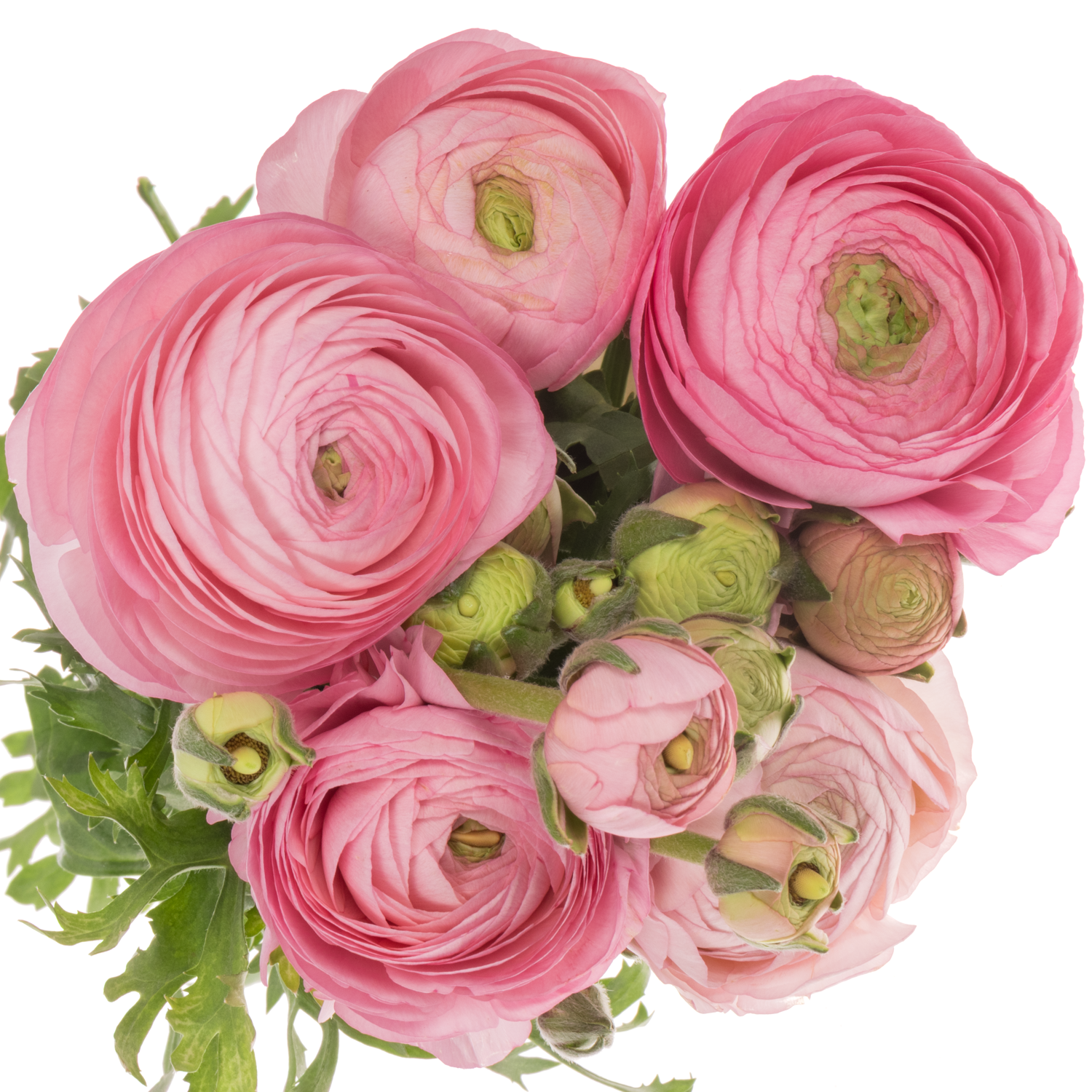 Ranunkel hell rosa Elegance Pink 45 Gramm 45cm