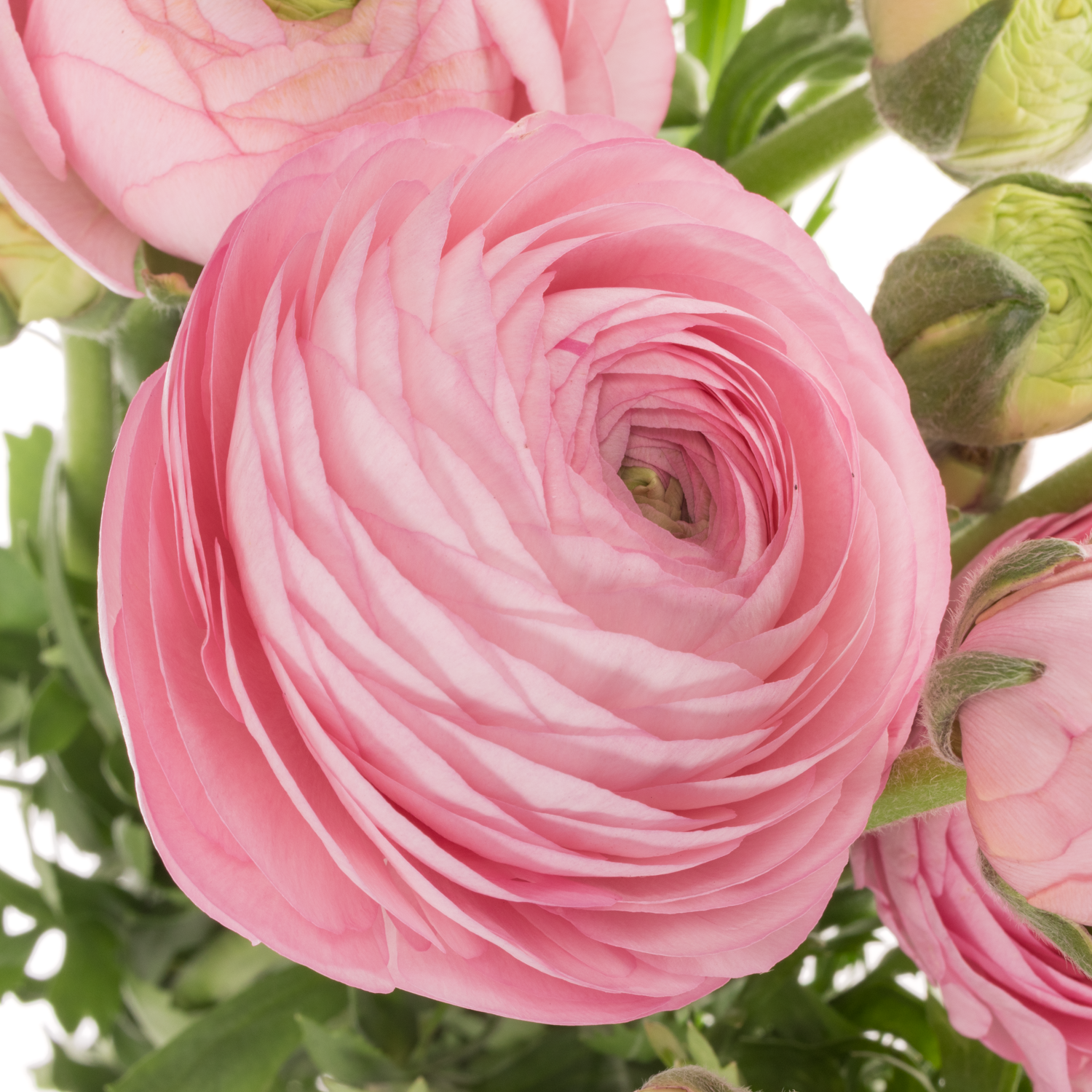 Ranunkel hell rosa Elegance Pink 45 Gramm 45cm