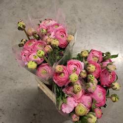 Ranunkel hell rosa Elegance Pink x 10 110 Gramm 47cm