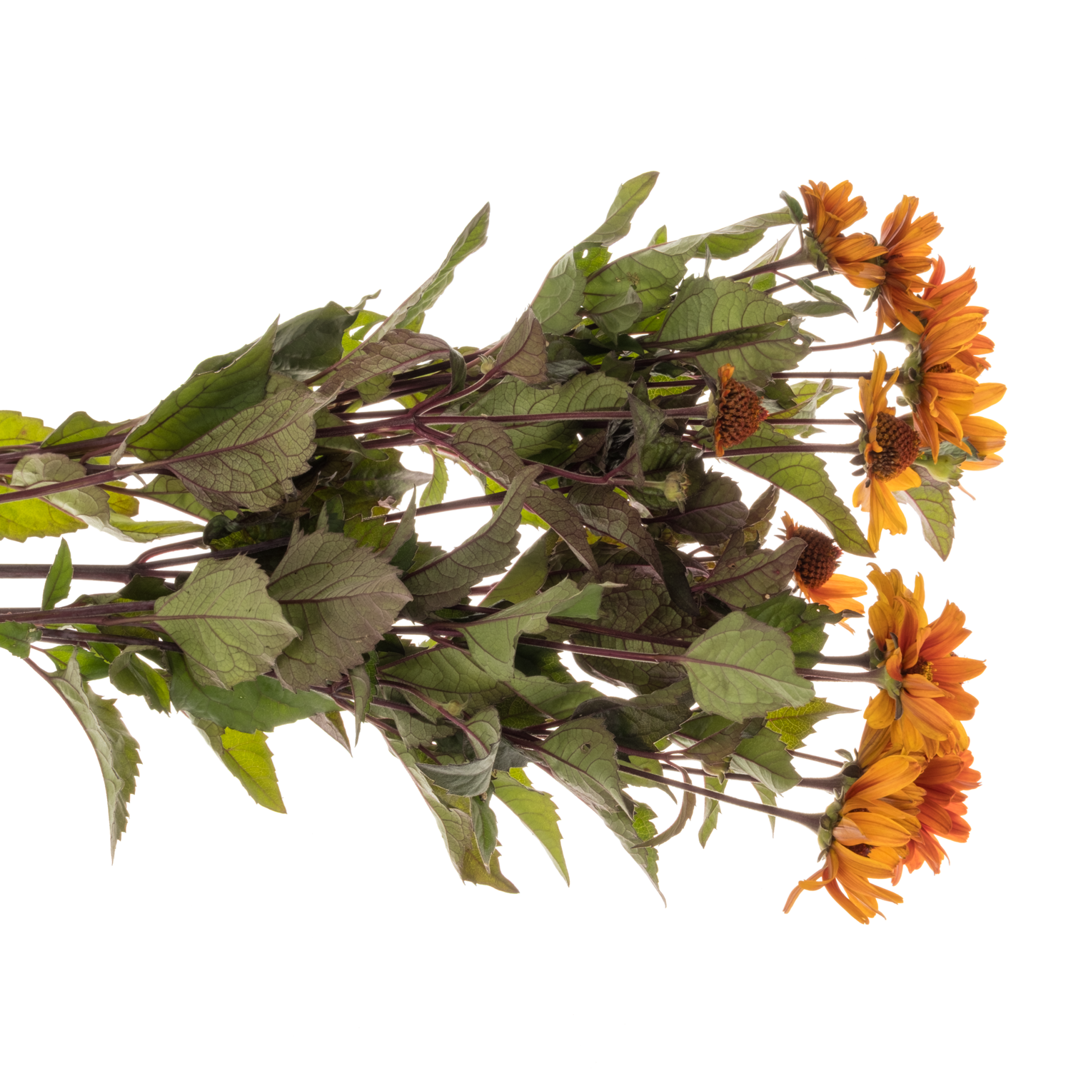 Heliopsis dunkel orange Red Shades 75cm