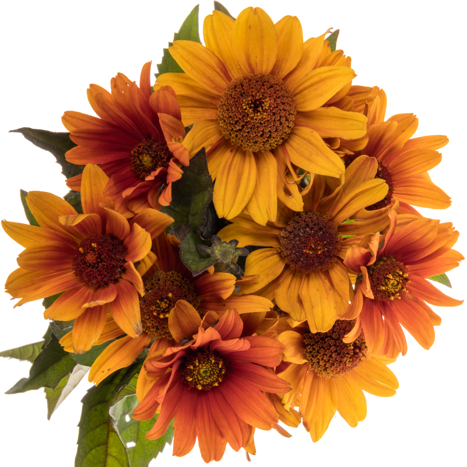 Heliopsis dunkel orange Red Shades 75cm