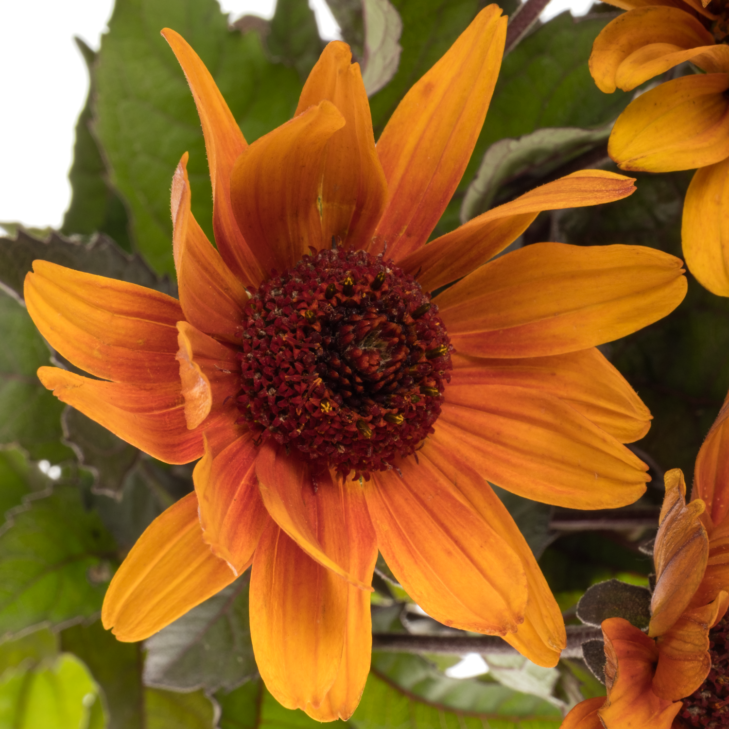 Heliopsis dunkel orange Red Shades 75cm