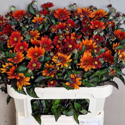 Heliopsis dunkel orange Red Shades 75cm
