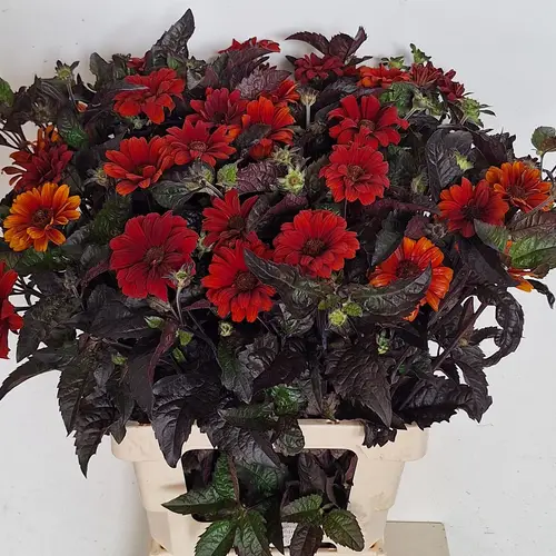Heliopsis rot Red Shades 80cm