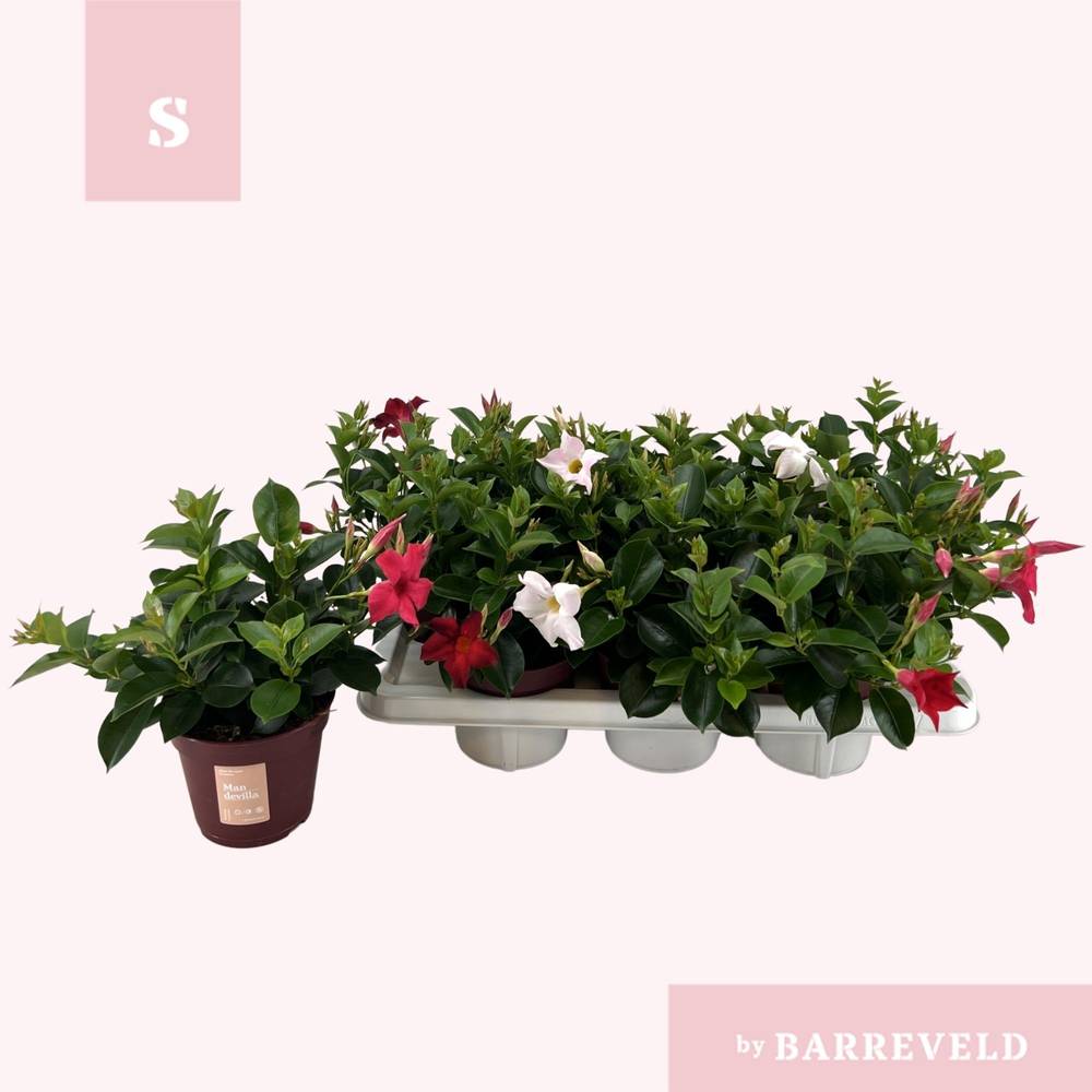 Mandeville mix Sommerstrauch T14 H030