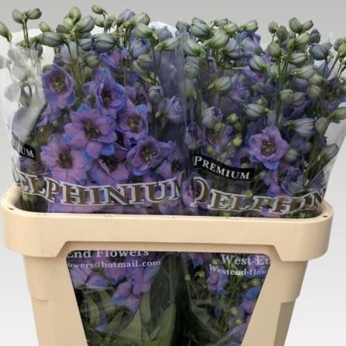 Delphinium blau / milka Skyfall 80cm
