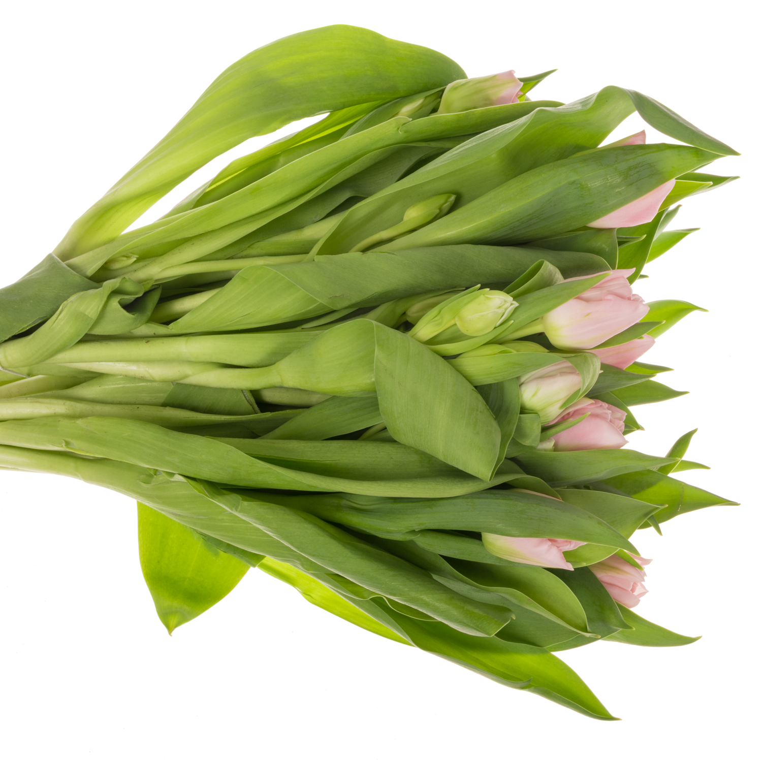 Tulpe rosa doppel Dreamer 44 Gramm