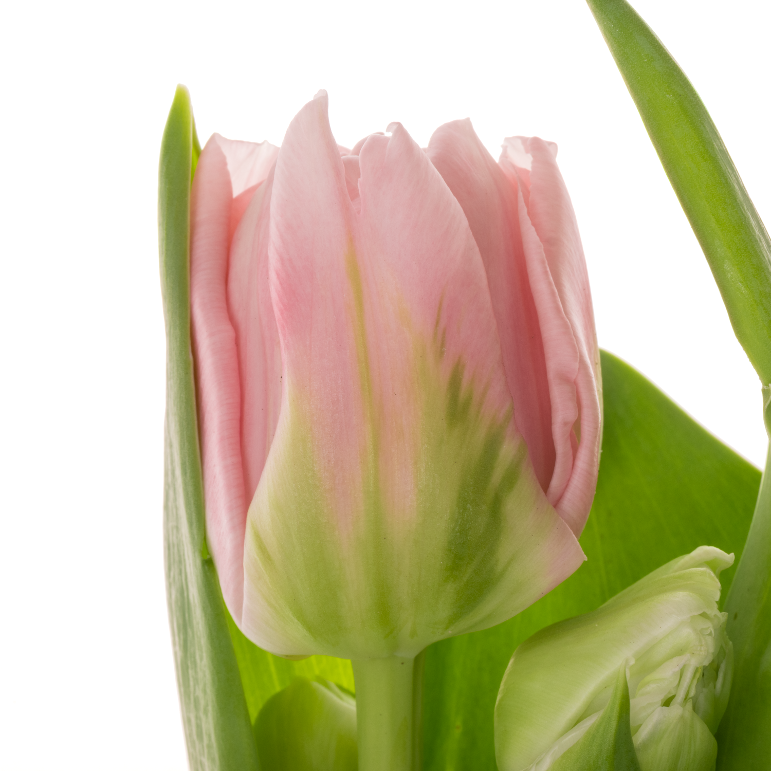 Tulpe rosa doppel Dreamer 44 Gramm