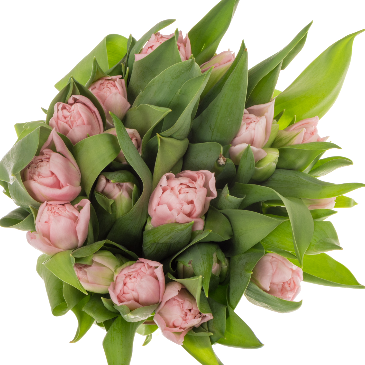 Tulpe rosa doppel Dreamer 44 Gramm