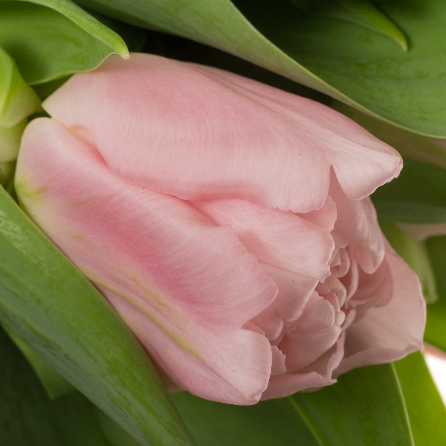 Tulpe rosa doppel Dreamer 44 Gramm