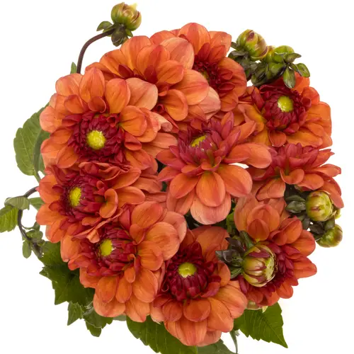 Dahlia orange 55cm