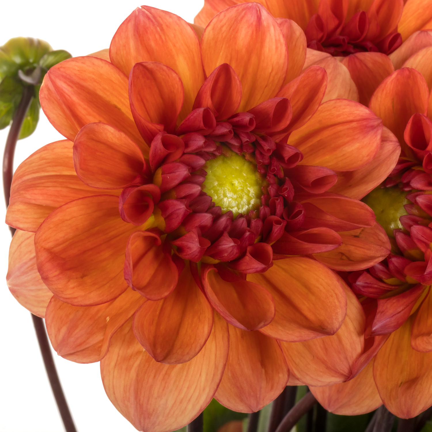 Dahlia orange 55cm