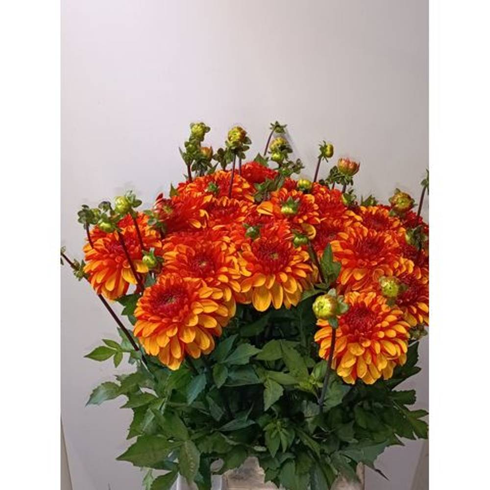 Dahlia orange American sunset 55cm
