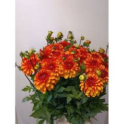 Dahlia orange American sunset 55cm