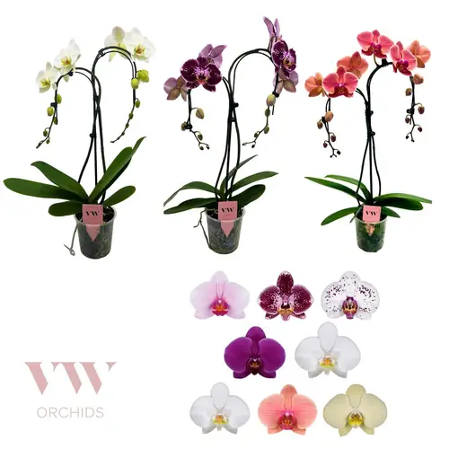 Phal.2-R mix Duo Regensch. T12 H055