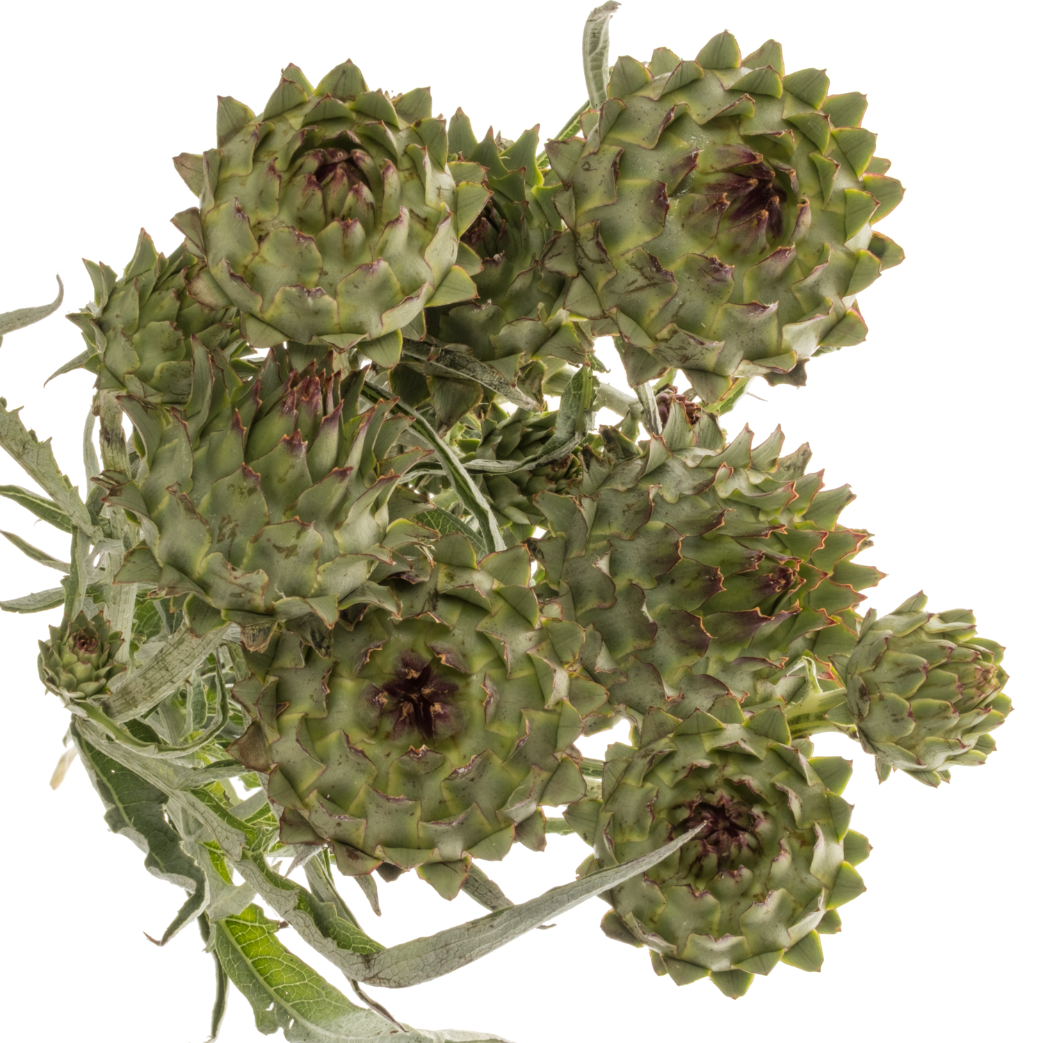 Artischocke verzweigt hell grün/rot knospig 80cm