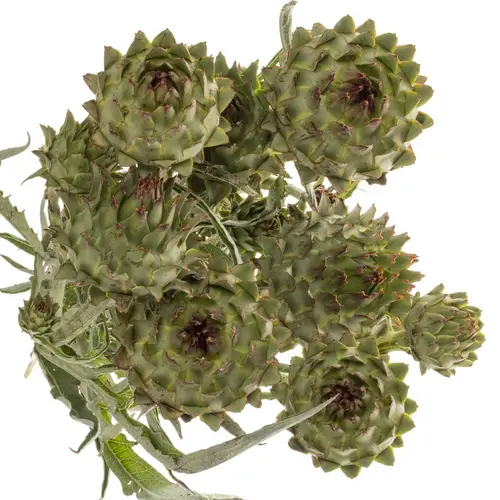 Artischocke verzweigt hell grün/rot knospig 80cm