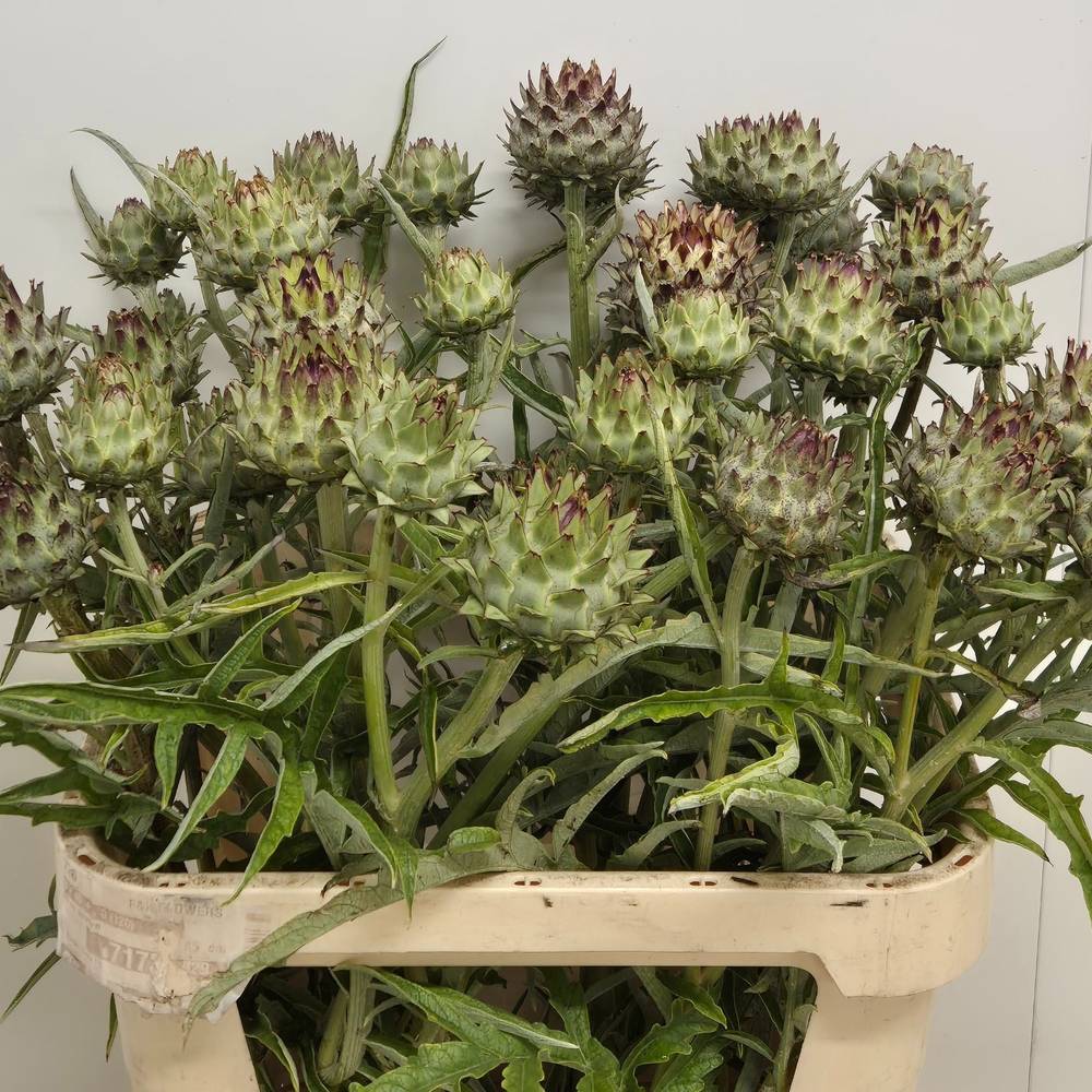 Artischocke Verzweigt Knospig 80cm