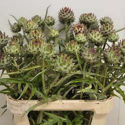 Artischocke Verzweigt Knospig 80cm