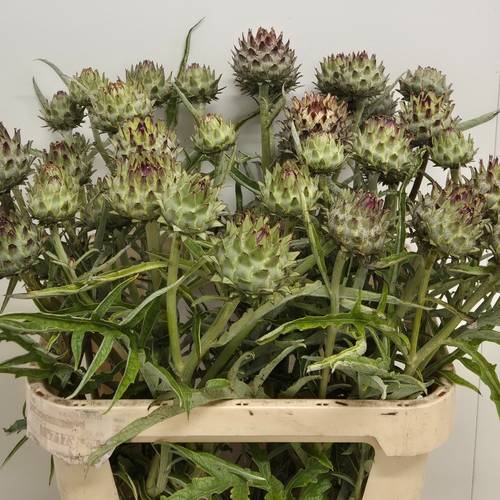 Artischocke Verzweigt Knospig 80cm