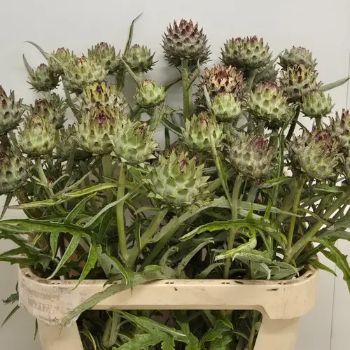 Artischocke Verzweigt Knospig 80cm