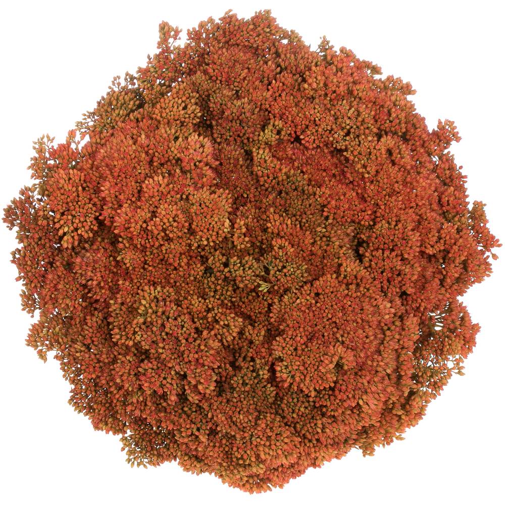 Sedum orang gefärbt Bündel 40cm