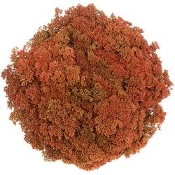 Sedum orang gefärbt Bündel 40cm