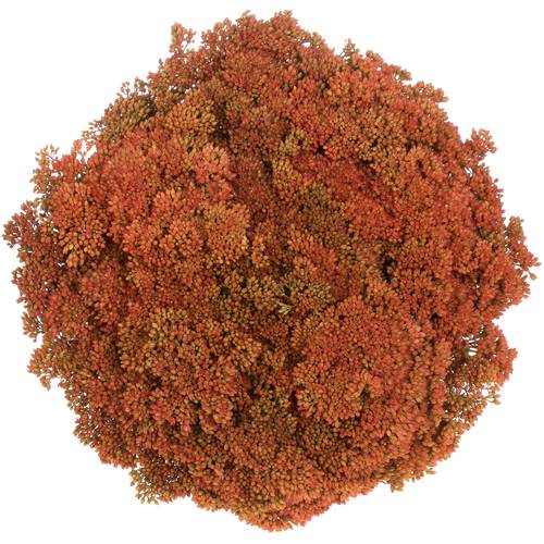 Sedum orang gefärbt Bündel 40cm