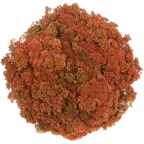 Sedum orang gefärbt Bündel 40cm