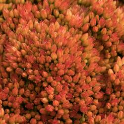 Sedum orang gefärbt Bündel 40cm