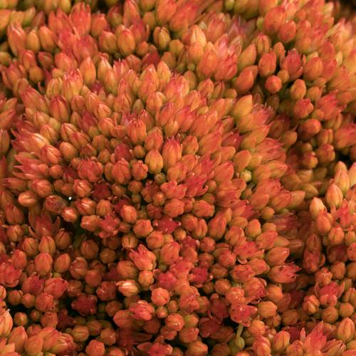Sedum orang gefärbt Bündel 40cm