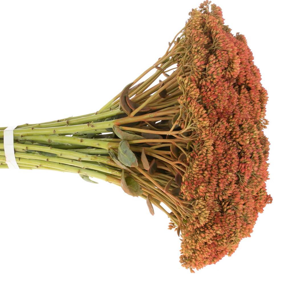 Sedum orang gefärbt Bündel 40cm