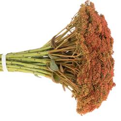 Sedum orang gefärbt Bündel 40cm