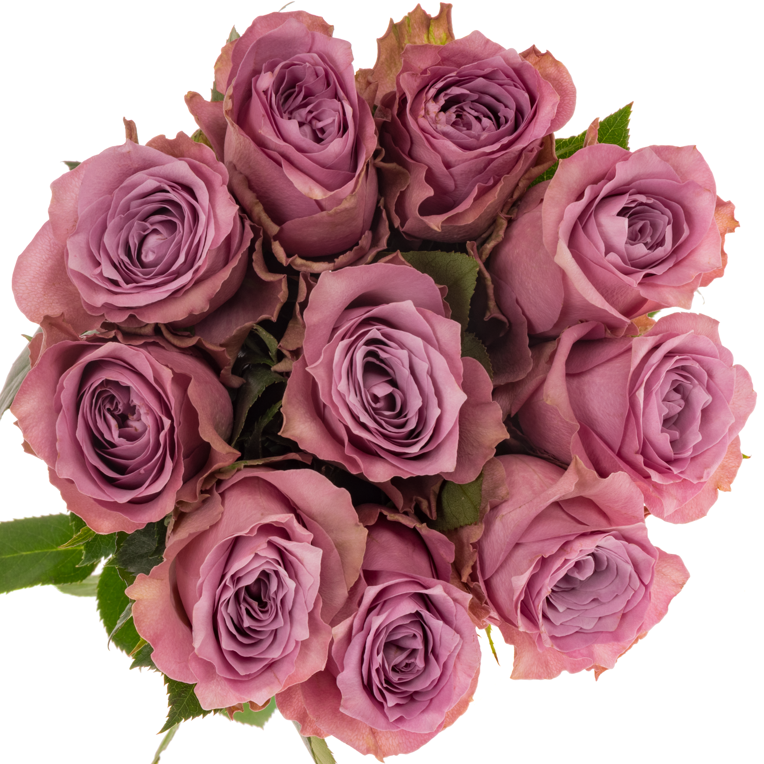 Rose lila Purple Heather 50cm