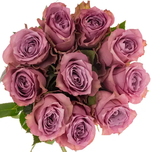 Rose lila Purple Heather 50cm