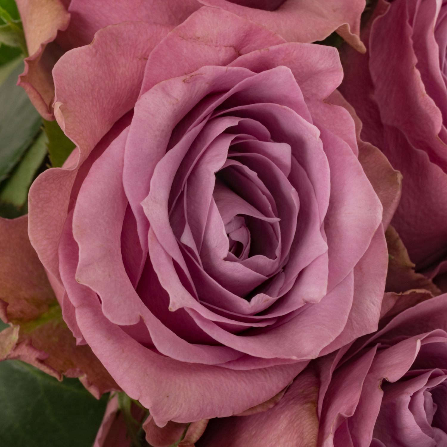 Rose lila Purple Heather 50cm